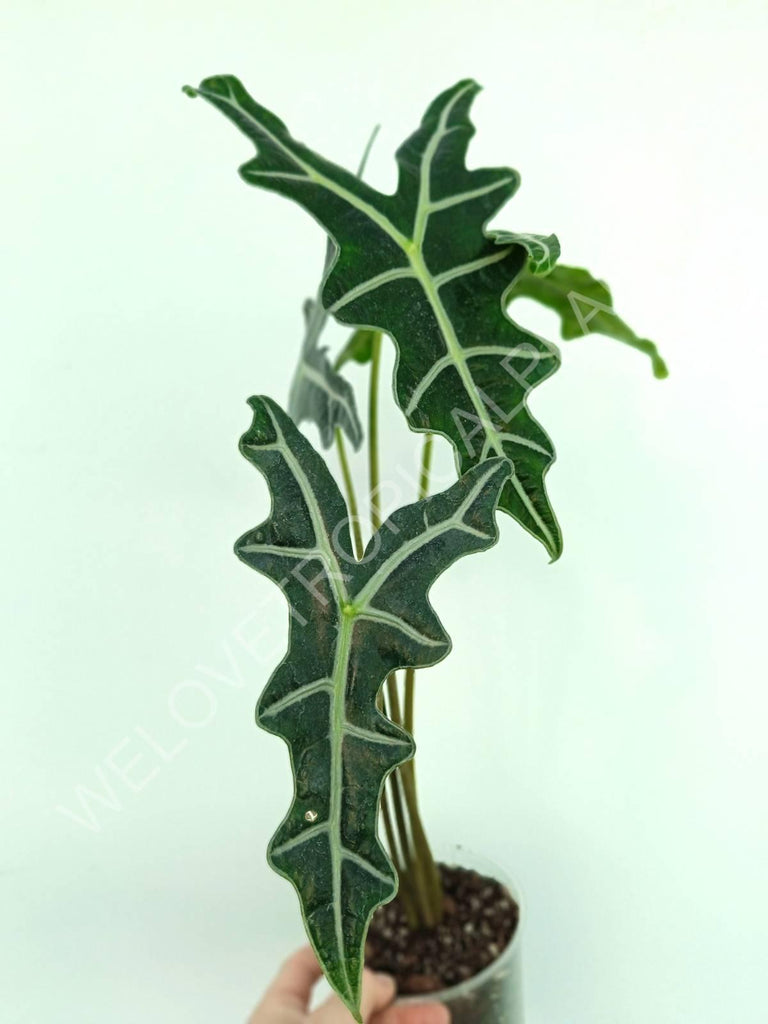 Alocasia sanderiana 'Nobilis'