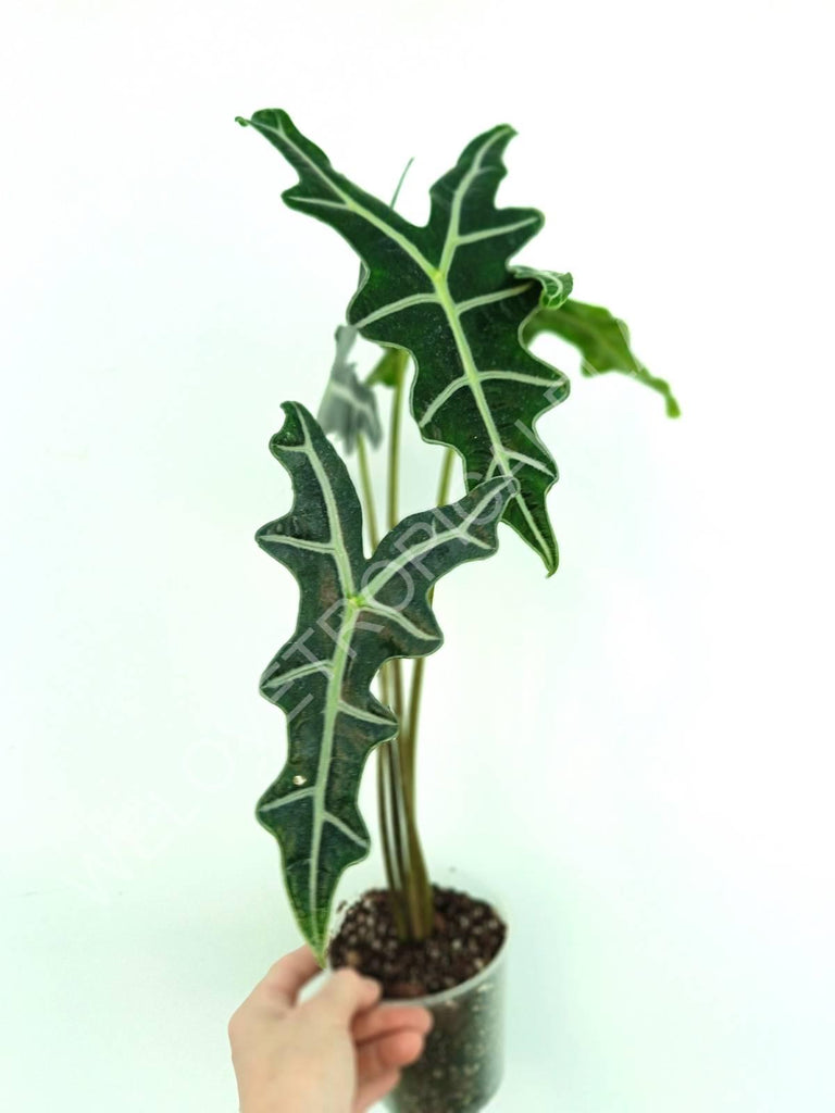 Alocasia sanderiana 'Nobilis'