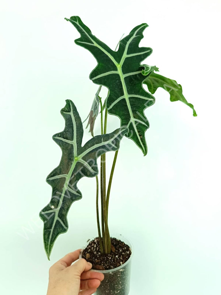 Alocasia sanderiana 'Nobilis'