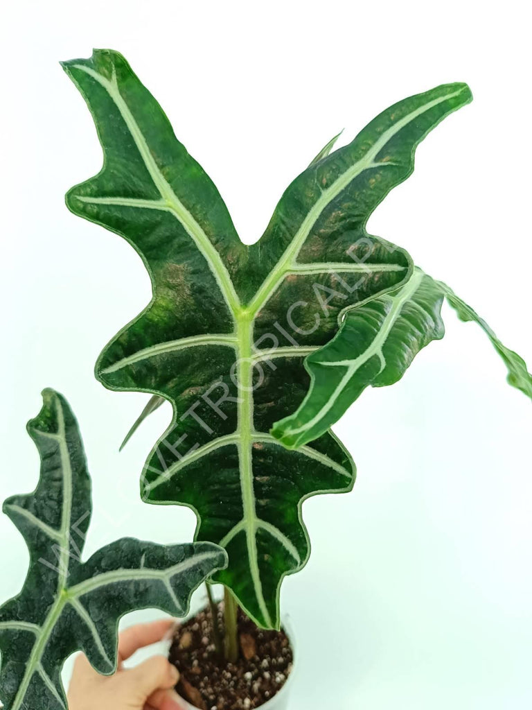 Alocasia sanderiana 'Nobilis'