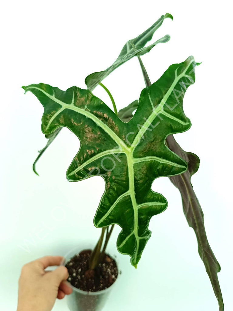 Alocasia sanderiana 'Nobilis'