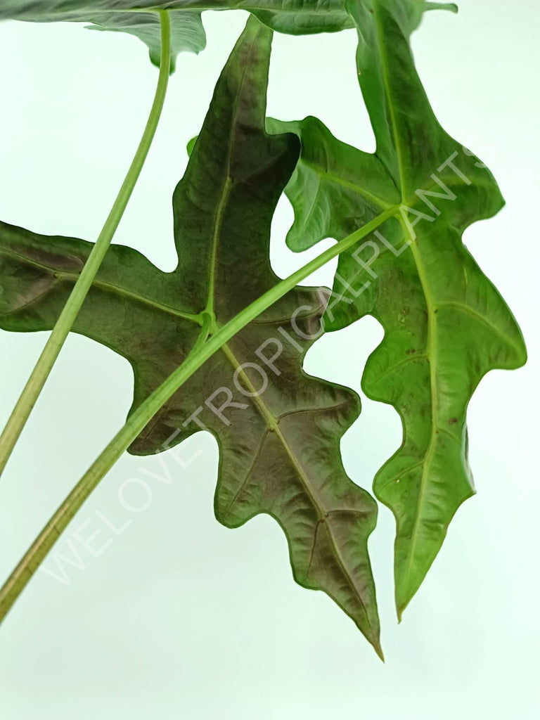 Alocasia sanderiana 'Nobilis'