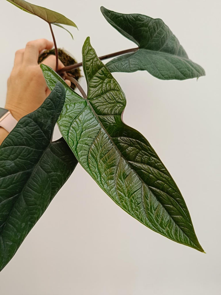 Alocasia scalprum