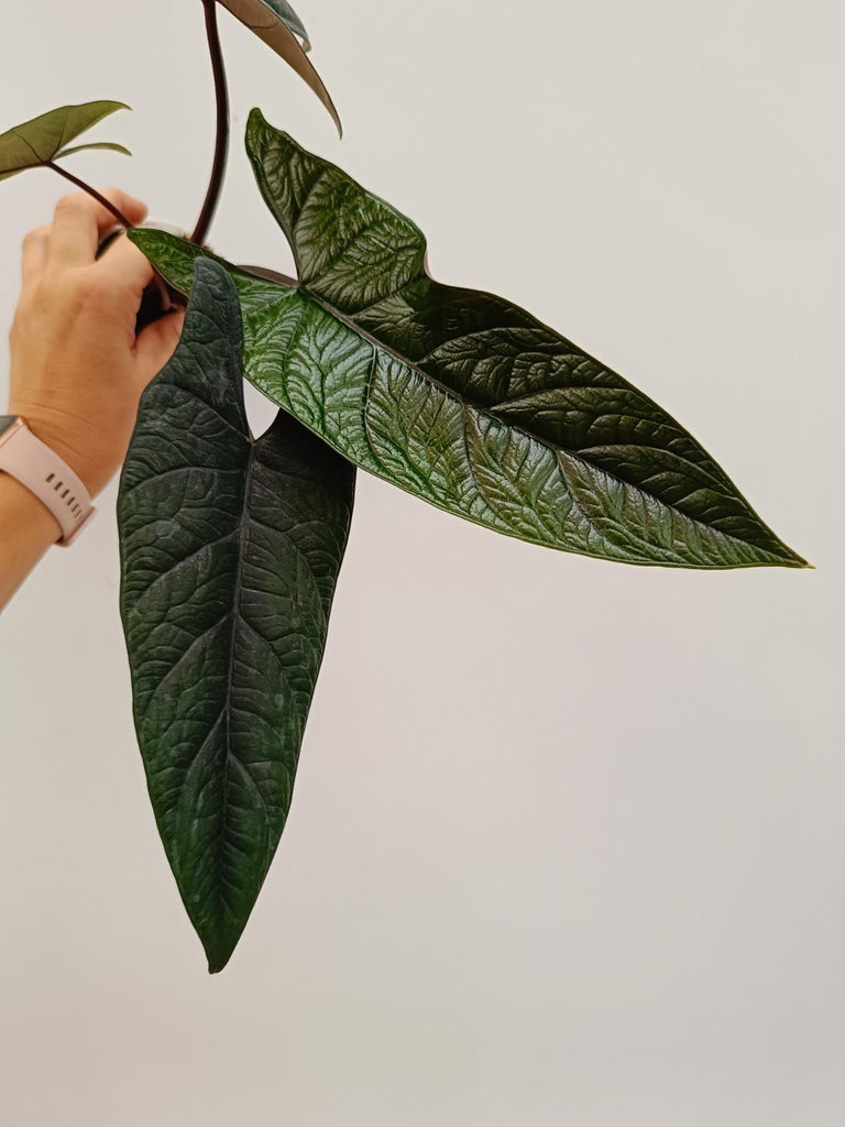 Alocasia scalprum