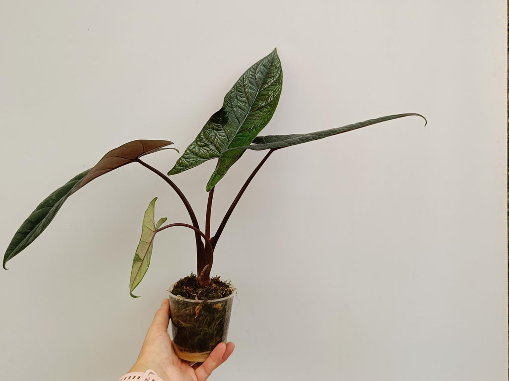 Alocasia scalprum