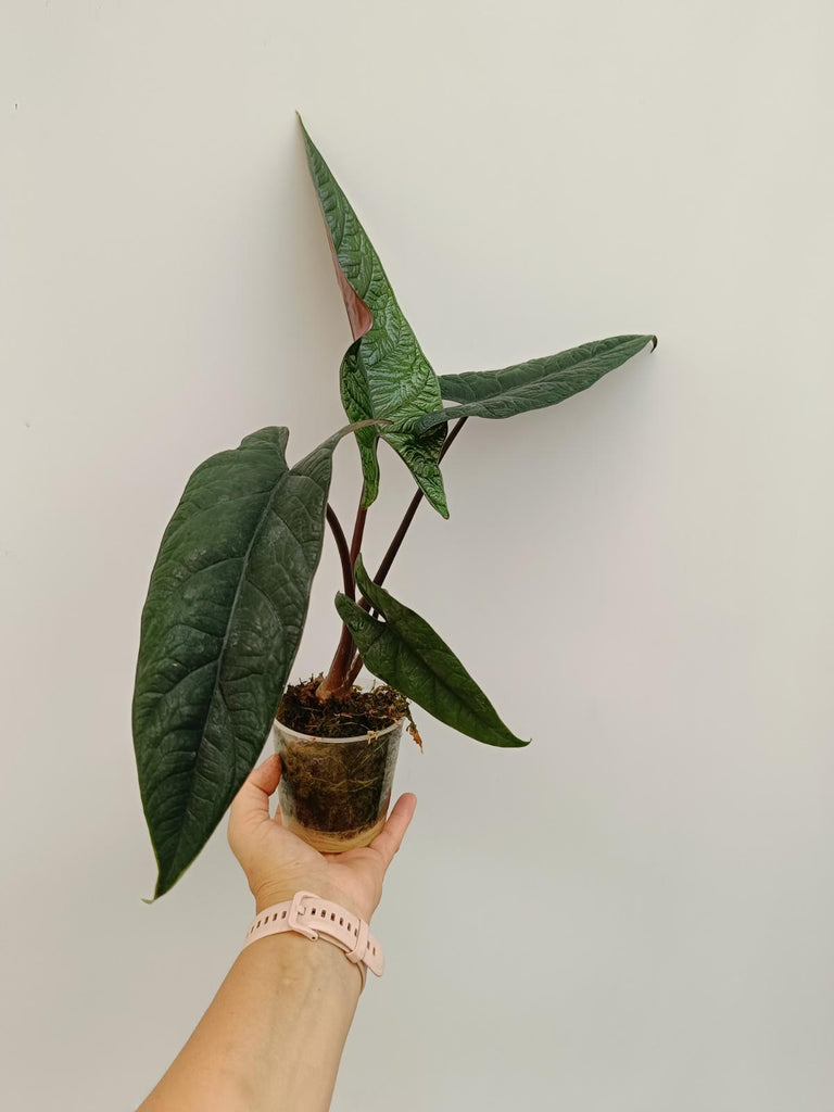 Alocasia scalprum