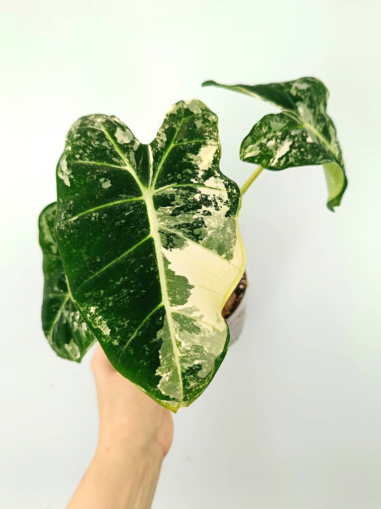 Alocasia micholitziana frydek variegata COMPACT