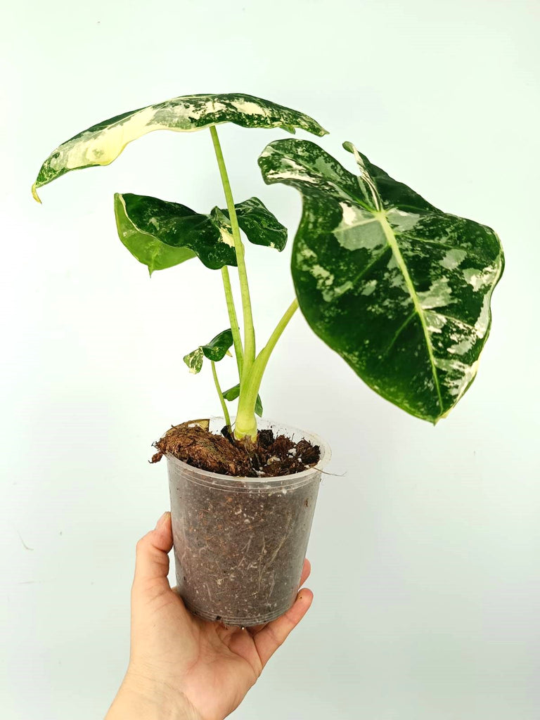 Alocasia micholitziana frydek variegata COMPACT