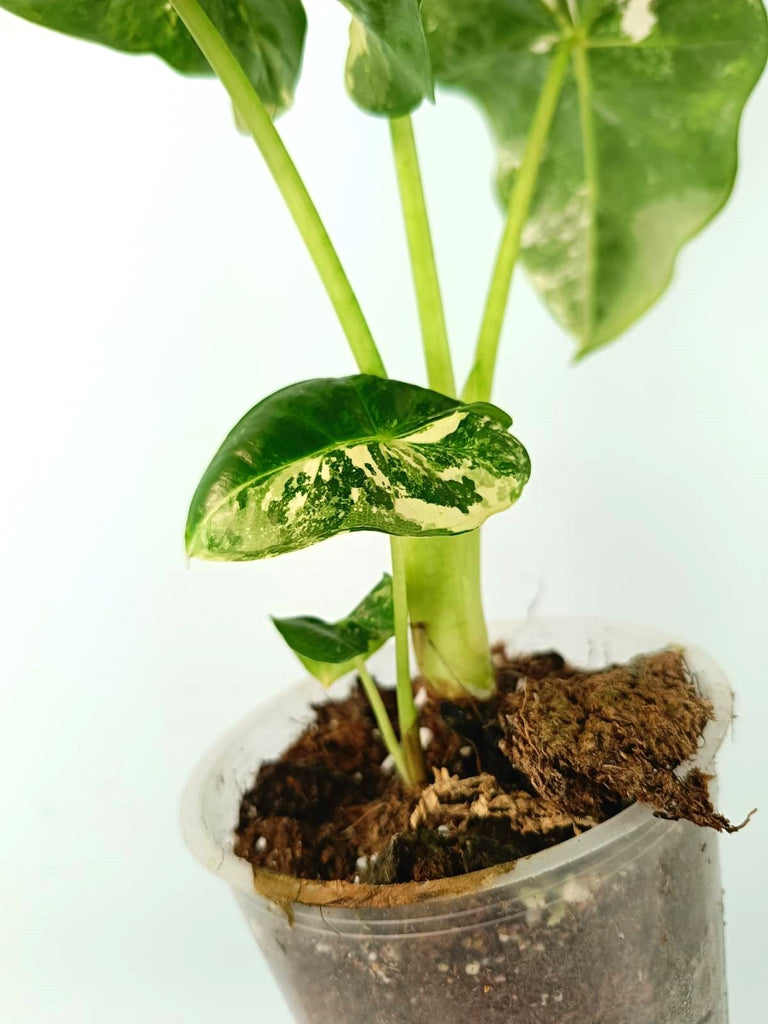 Alocasia micholitziana frydek variegata COMPACT