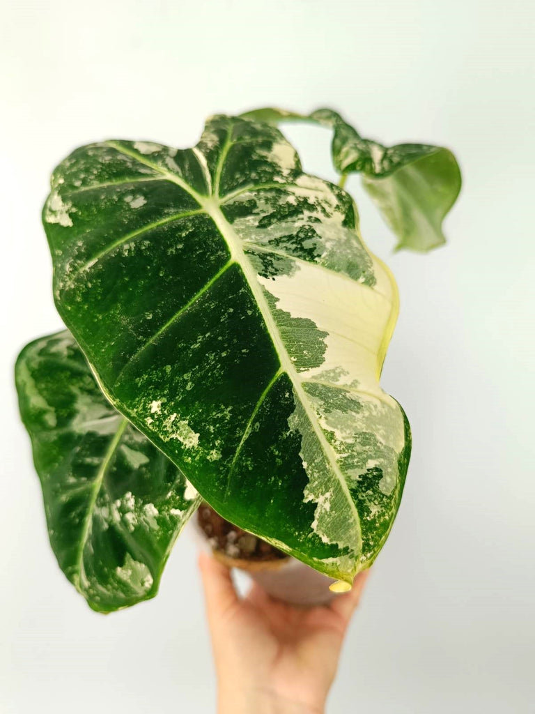 Alocasia micholitziana frydek variegata COMPACT