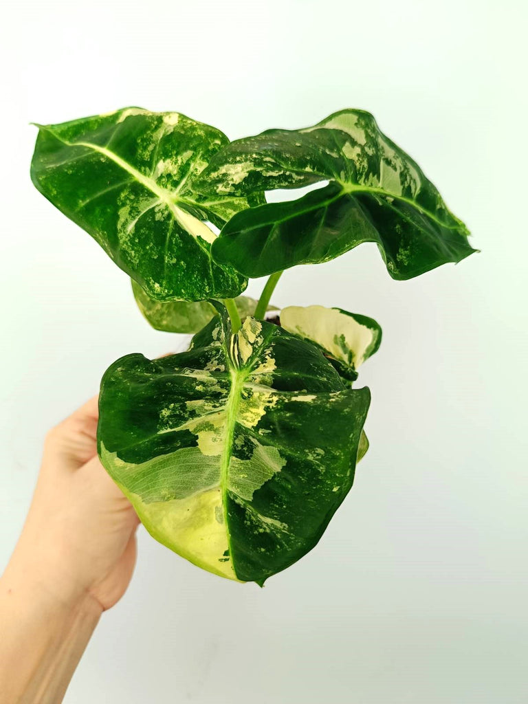 Alocasia micholitziana frydek variegata COMPACT