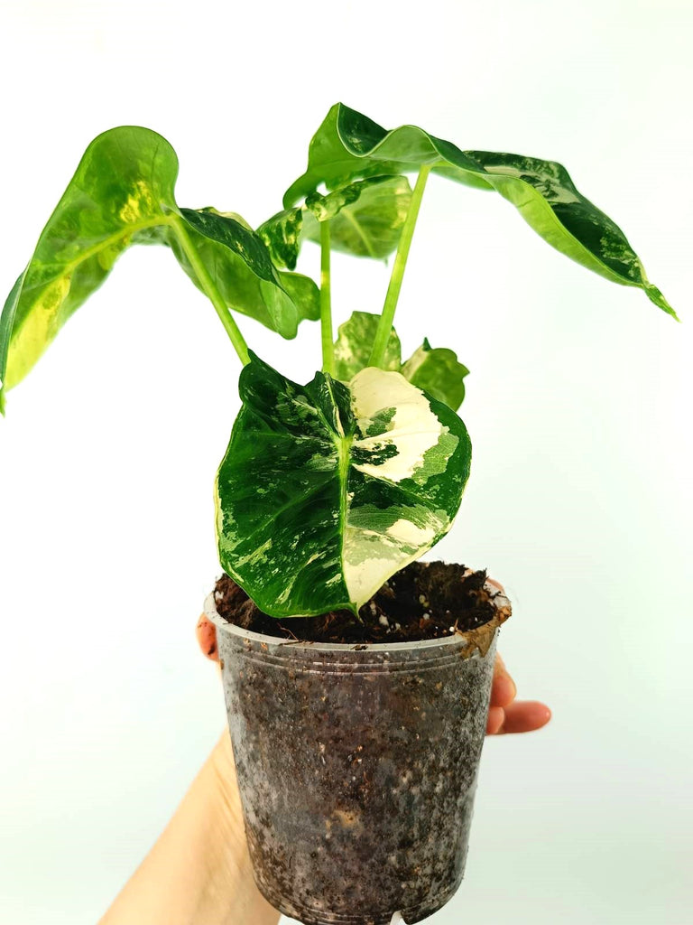 Alocasia micholitziana frydek variegata COMPACT