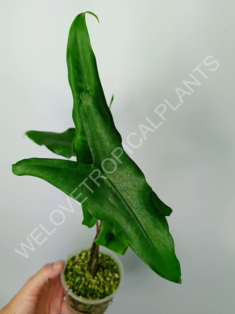 Alocasia zebrina 