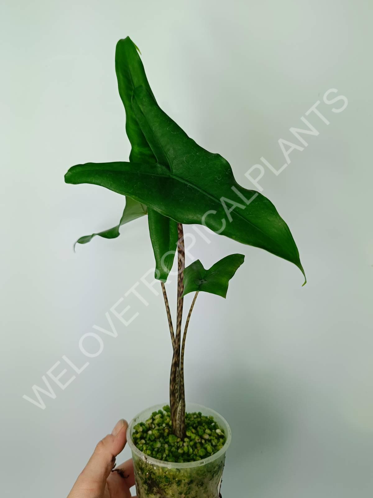 Alocasia zebrina 