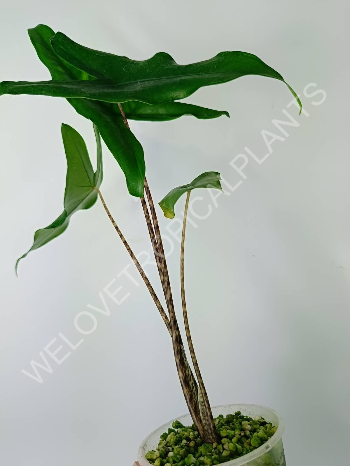Alocasia zebrina 