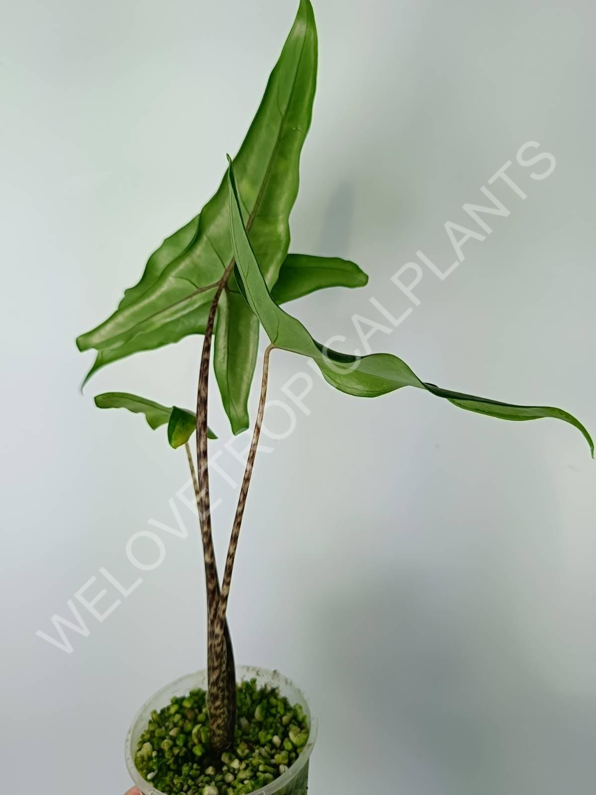 Alocasia zebrina 