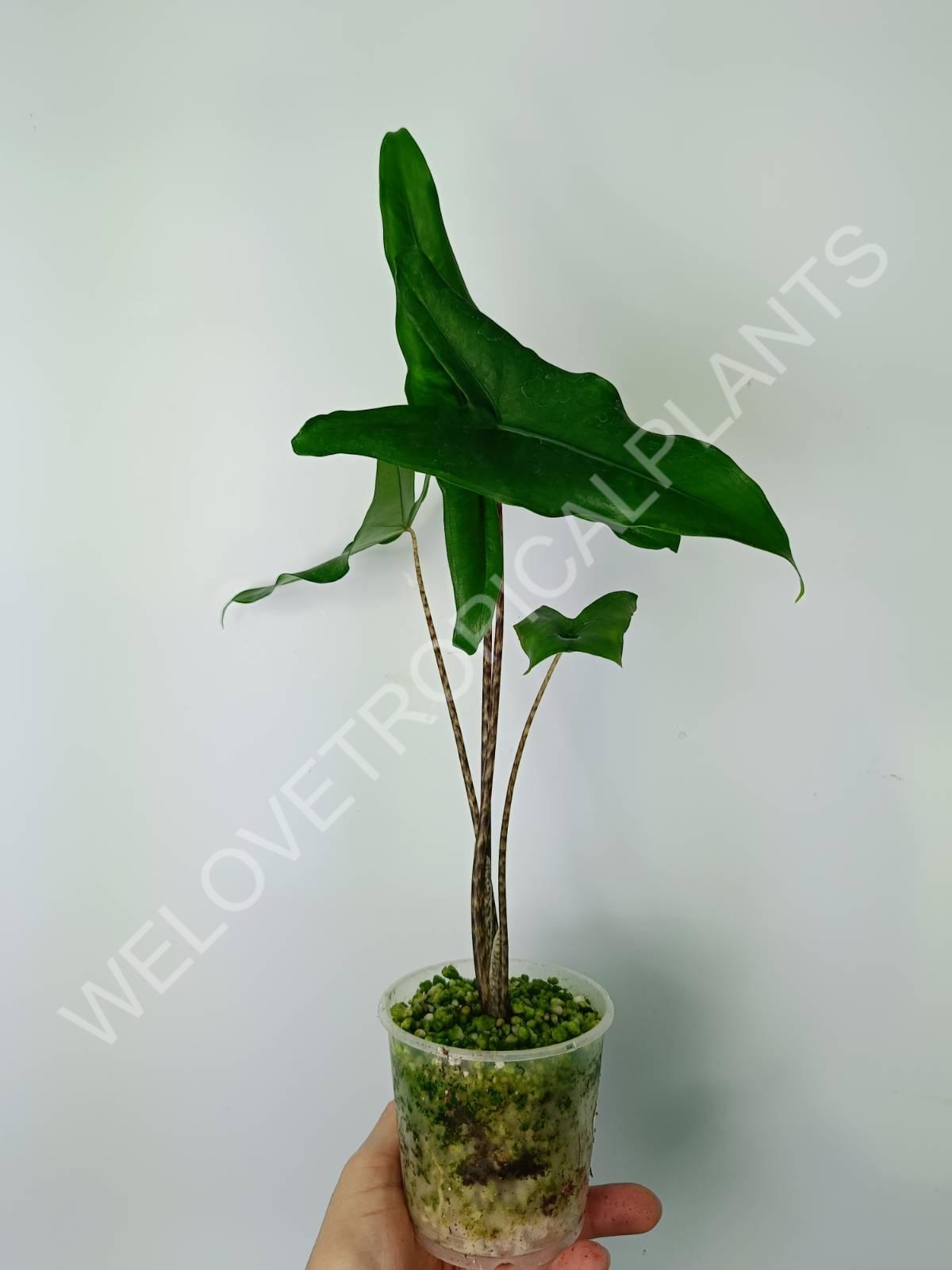 Alocasia zebrina 