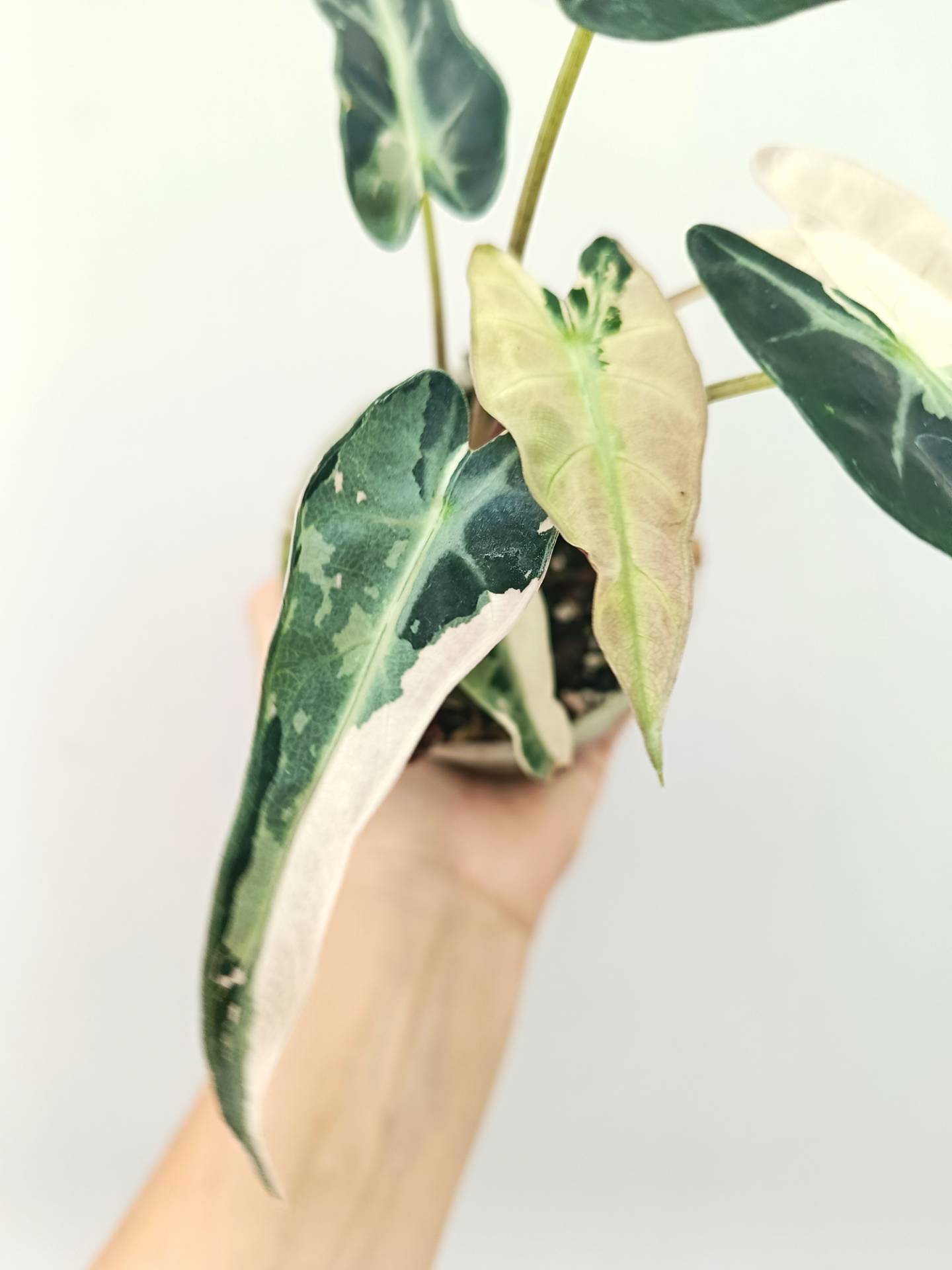 Alocasia Bambino Variegata Pink