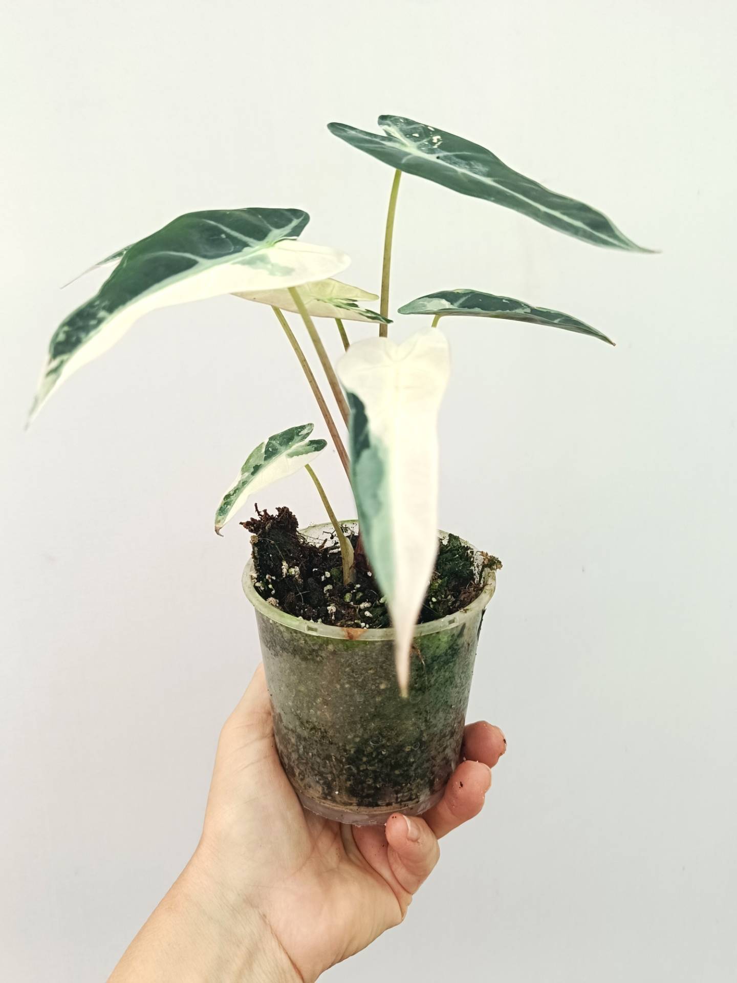 Alocasia Bambino Variegata Pink