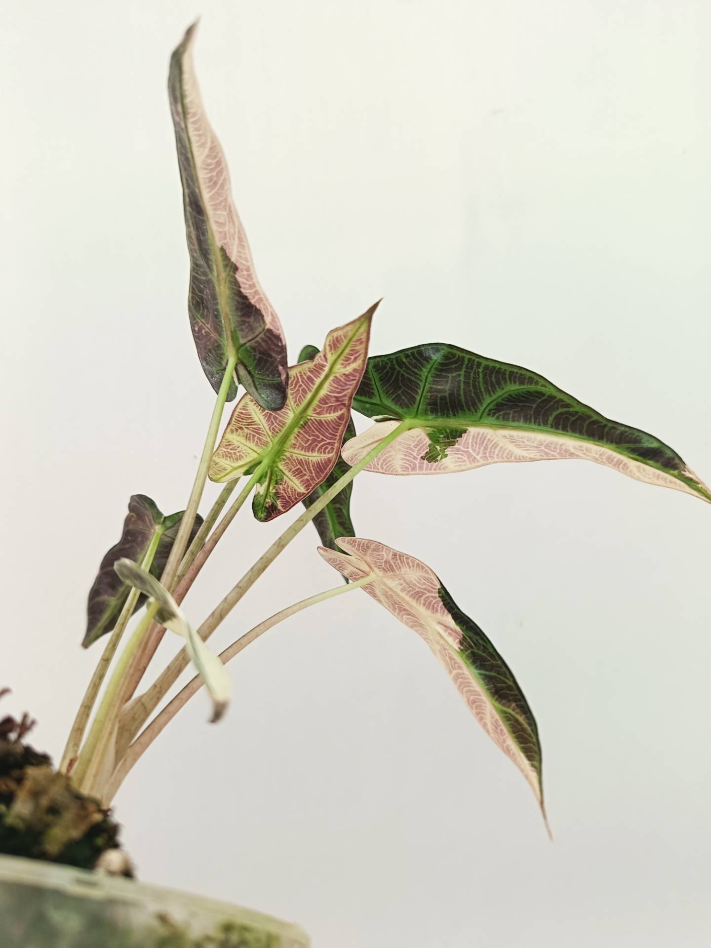 Alocasia Bambino Variegata Pink