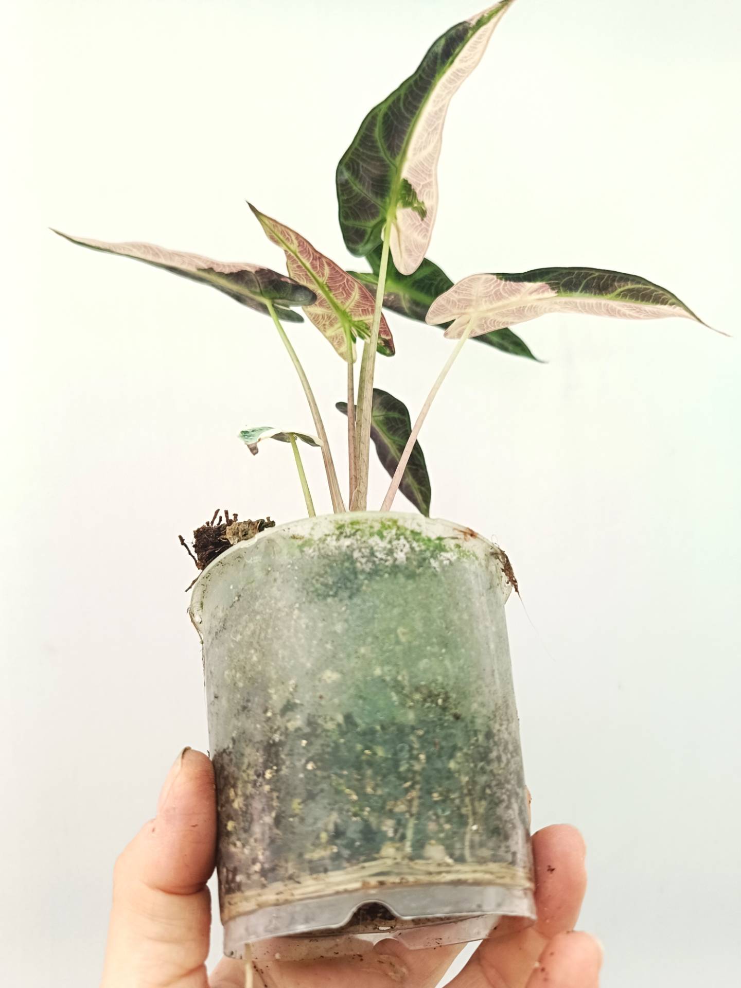 Alocasia Bambino Variegata Pink