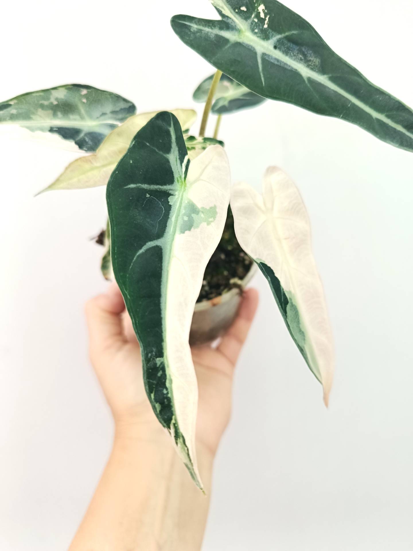 Alocasia Bambino Variegata Pink