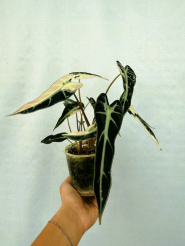 Alocasia Bambino Variegata Pink