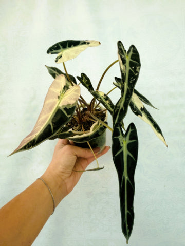 Alocasia Bambino Variegata Pink
