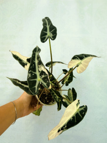 Alocasia Bambino Variegata Pink