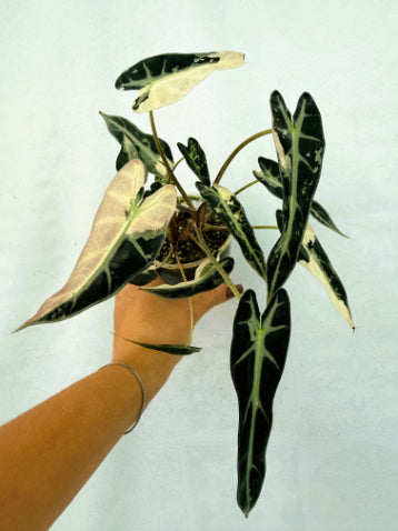 Alocasia Bambino Variegata Pink