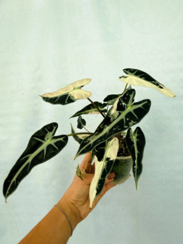 Alocasia Bambino Variegata Pink