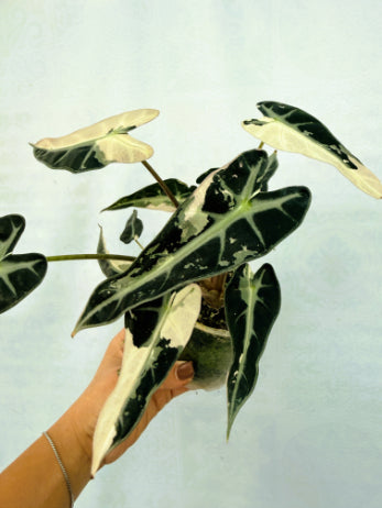 Alocasia Bambino Variegata Pink
