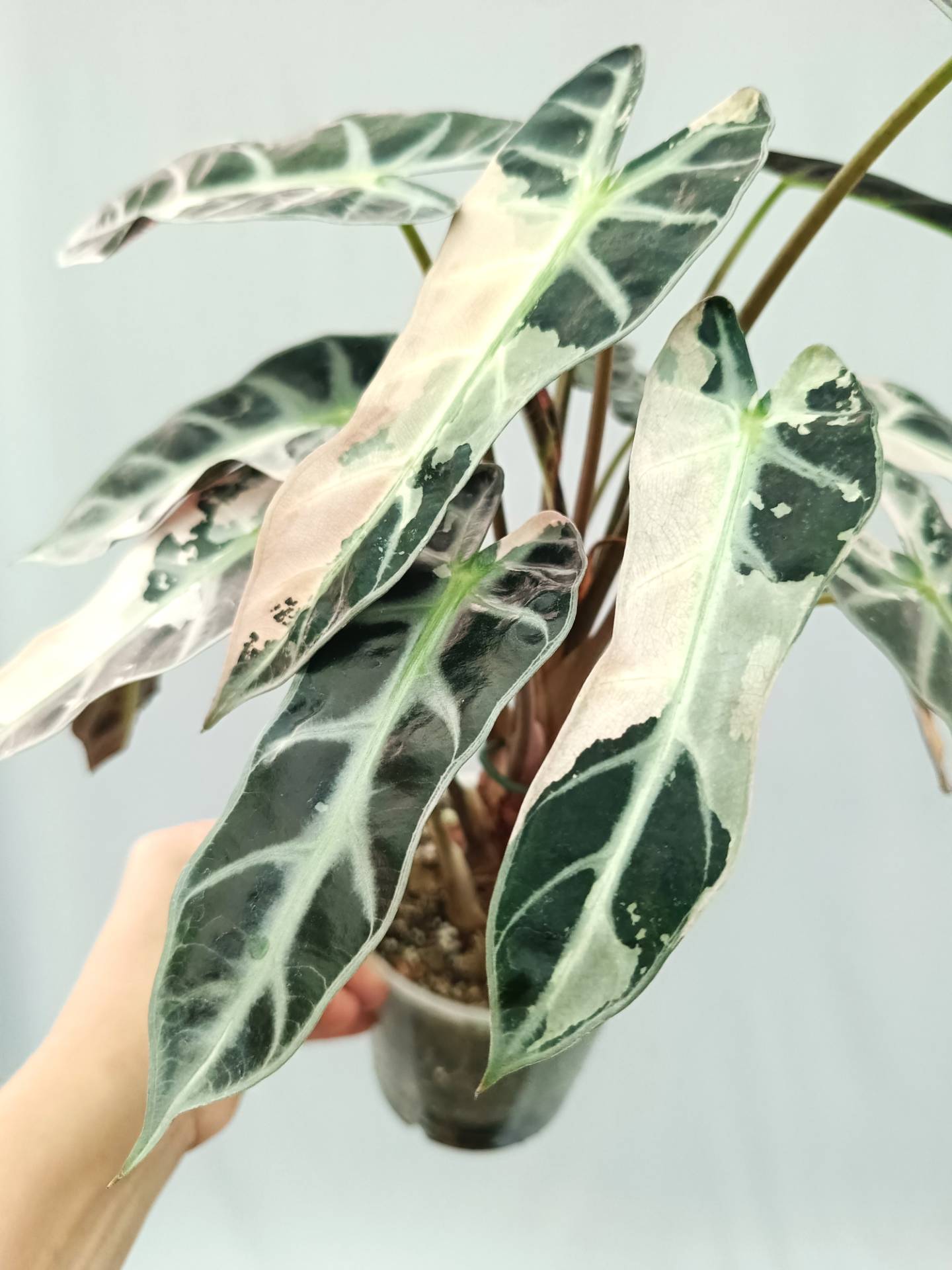 Alocasia Bambino Variegata Pink XL