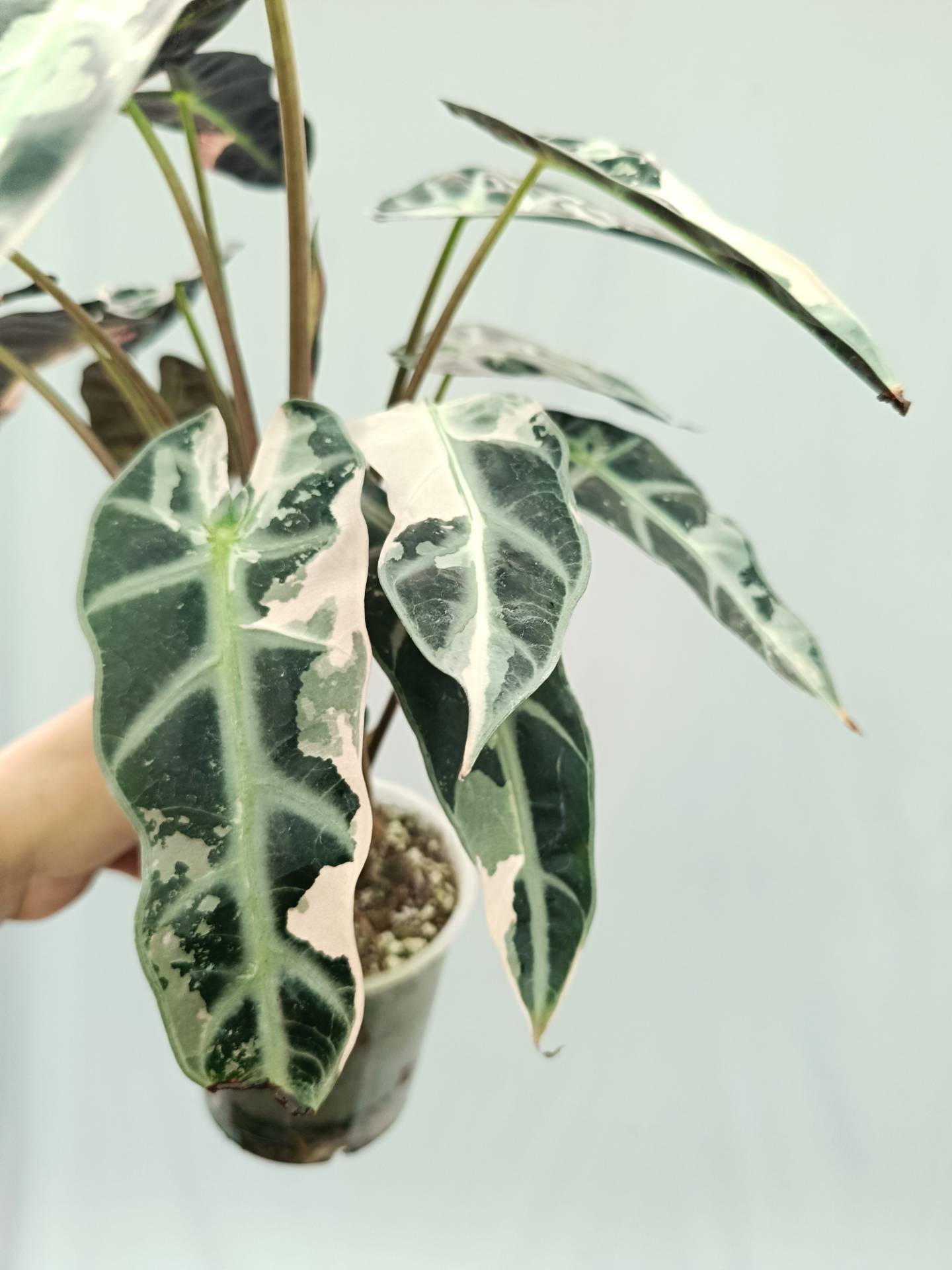 Alocasia Bambino Variegata Pink XL