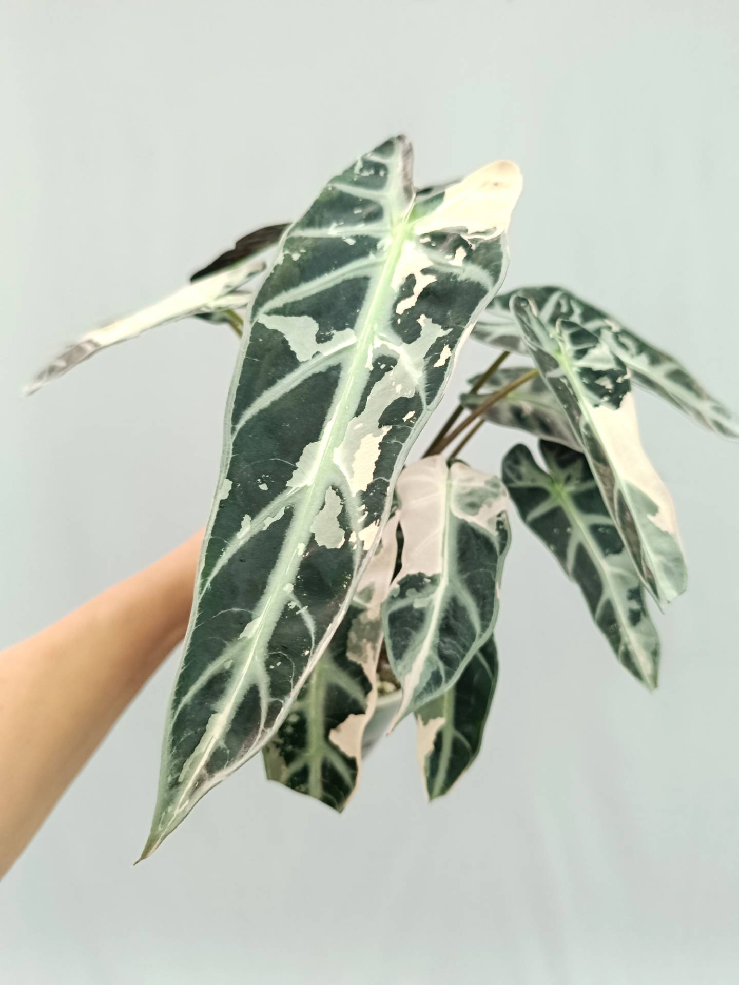 Alocasia Bambino Variegata Pink XL