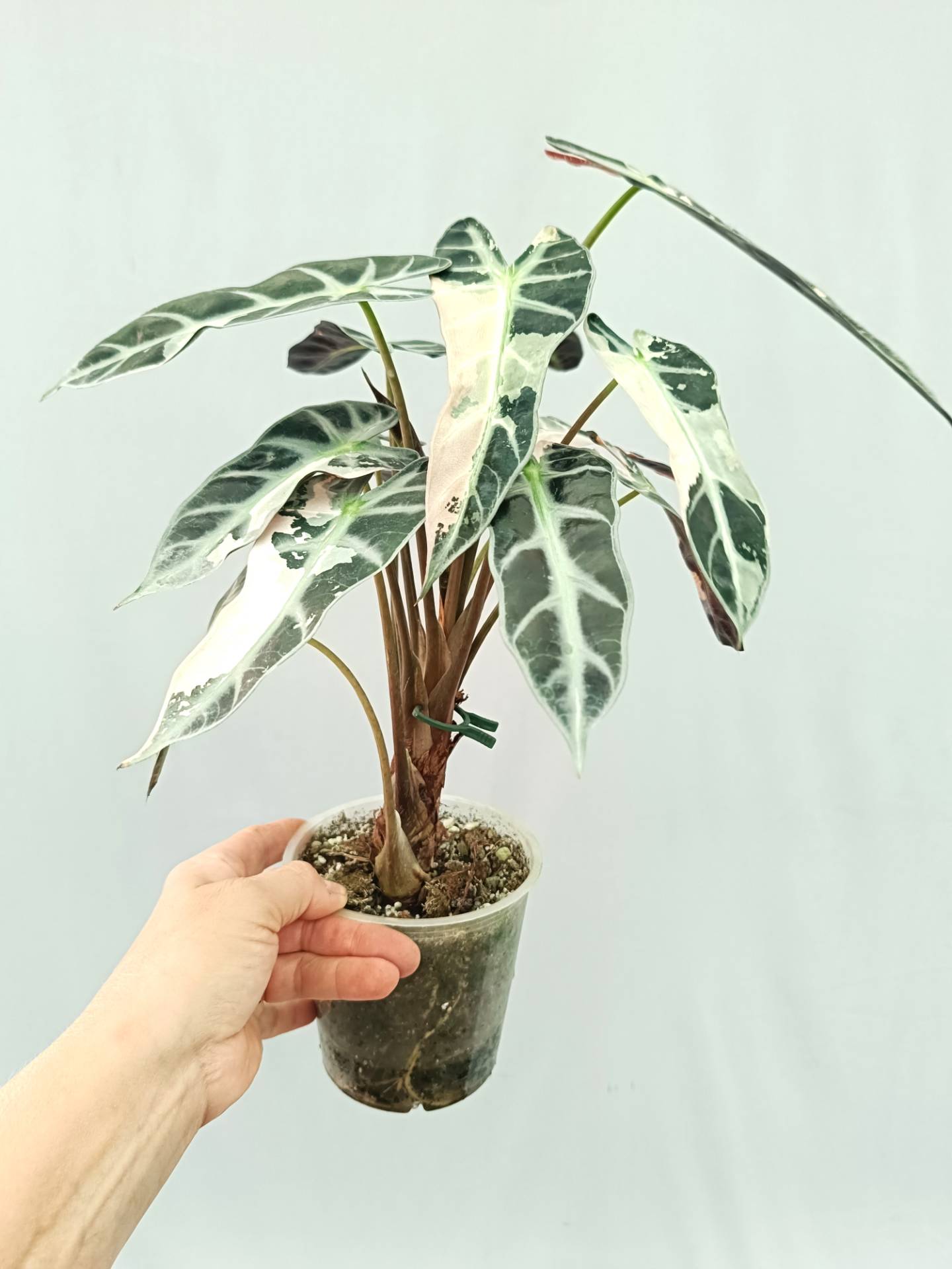 Alocasia Bambino Variegata Pink XL | Welovetropicalplants