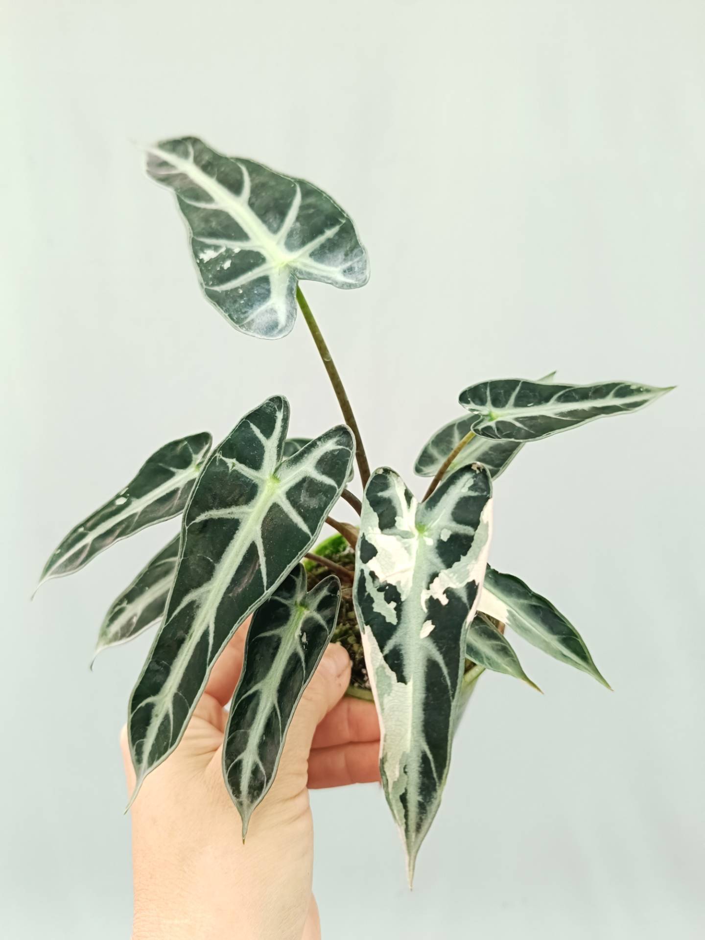 Alocasia Bambino Variegata Pink