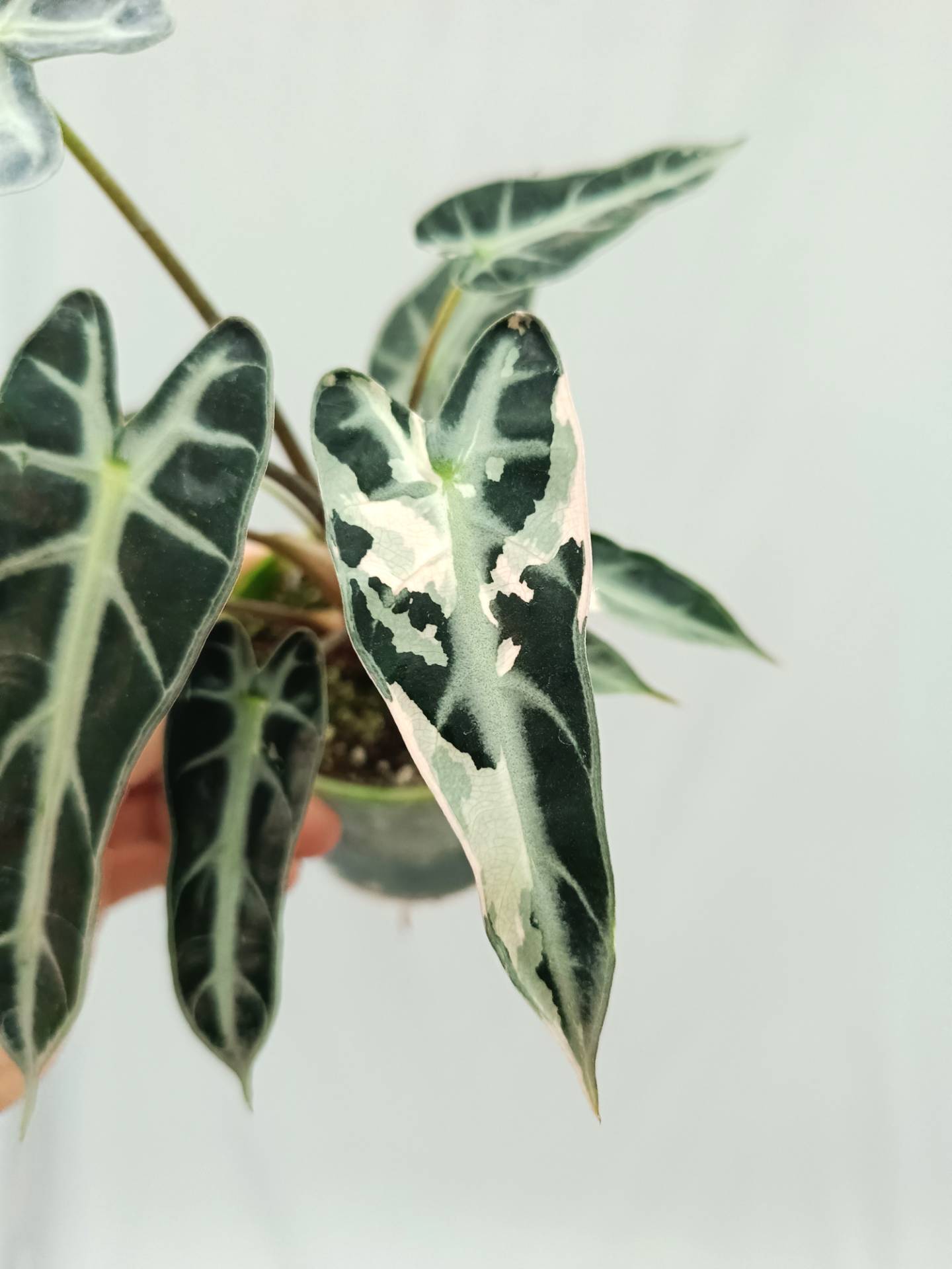 Alocasia Bambino Variegata Pink