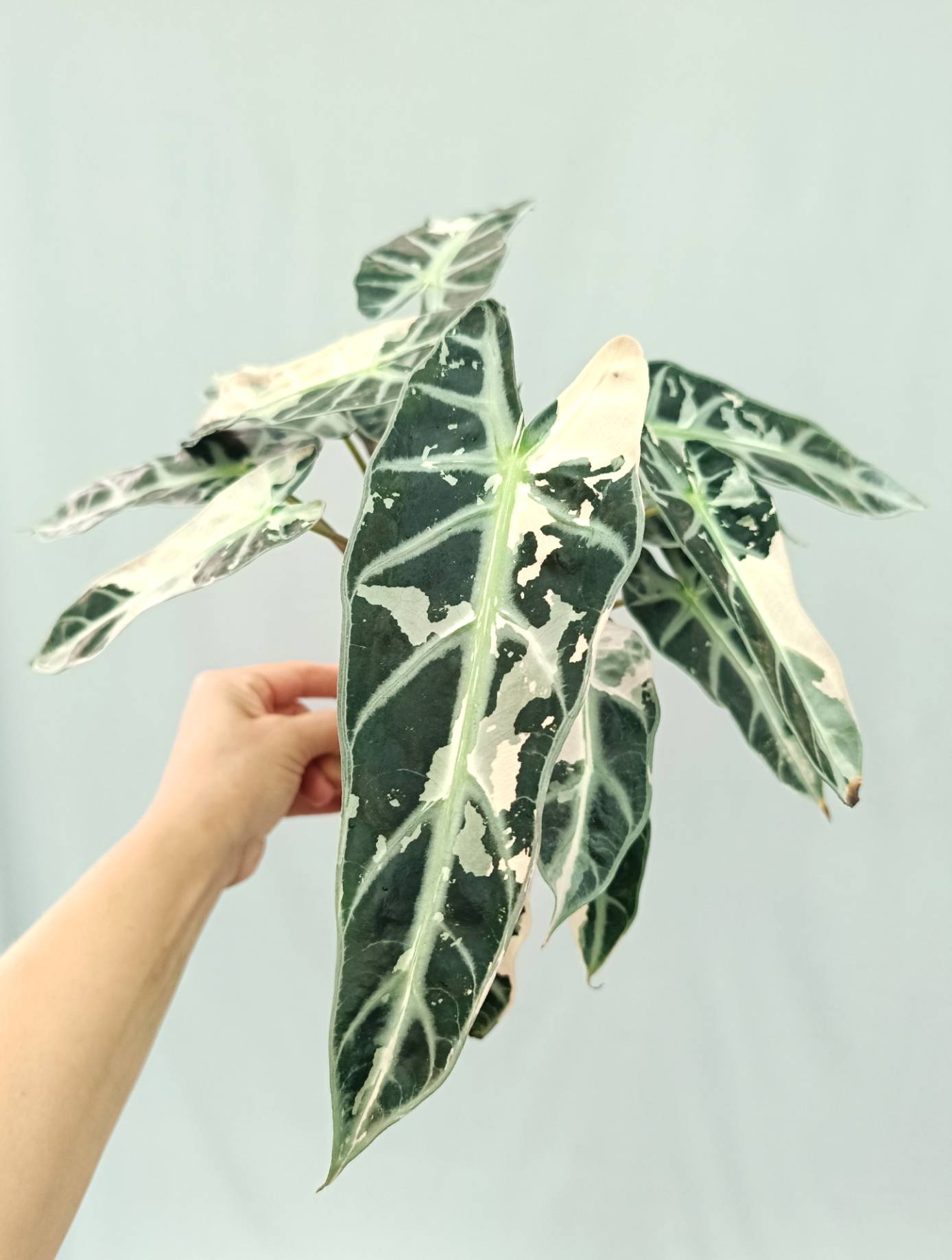 Alocasia Bambino Variegata Pink XL