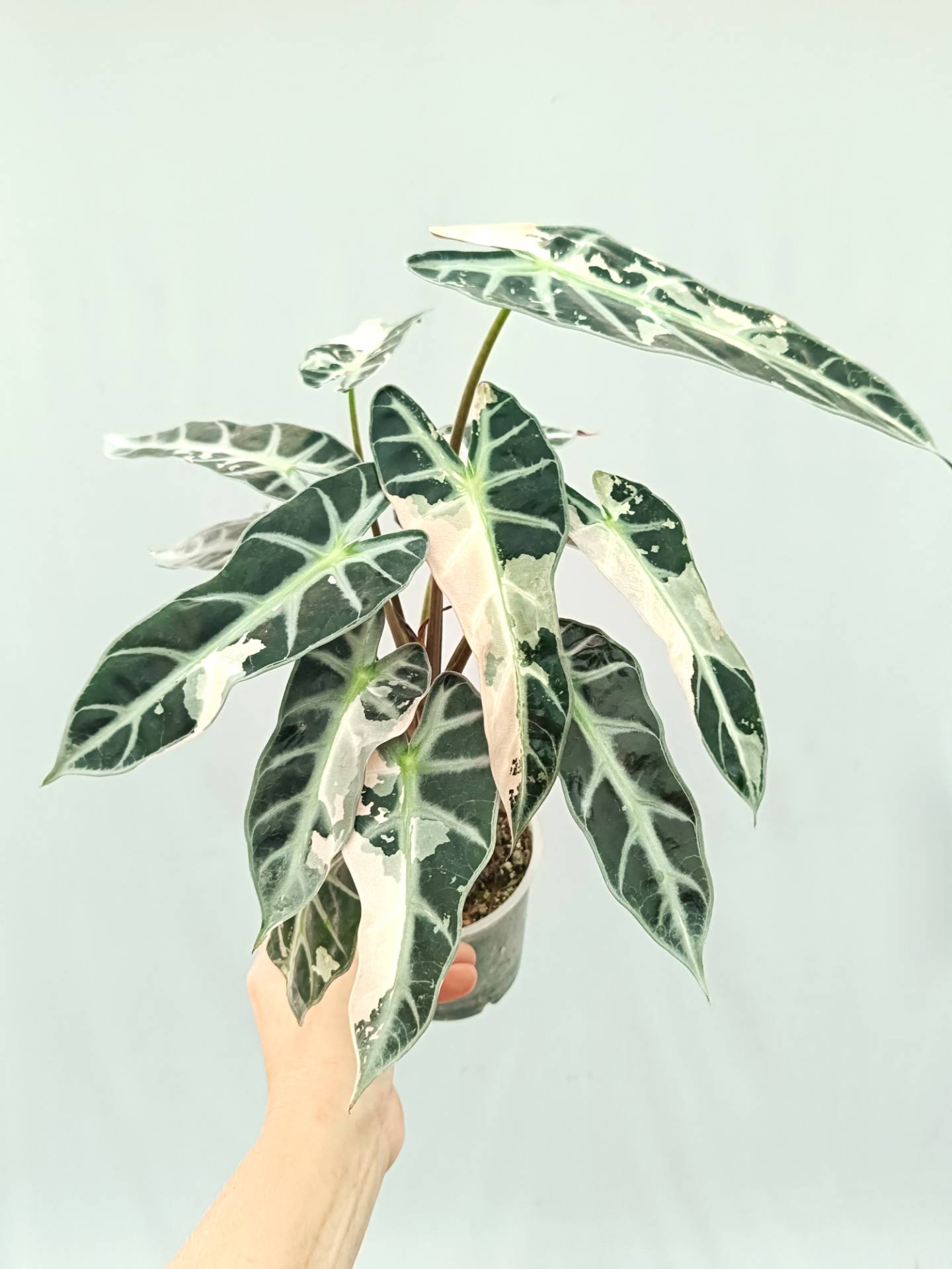 Alocasia Bambino Variegata Pink XL