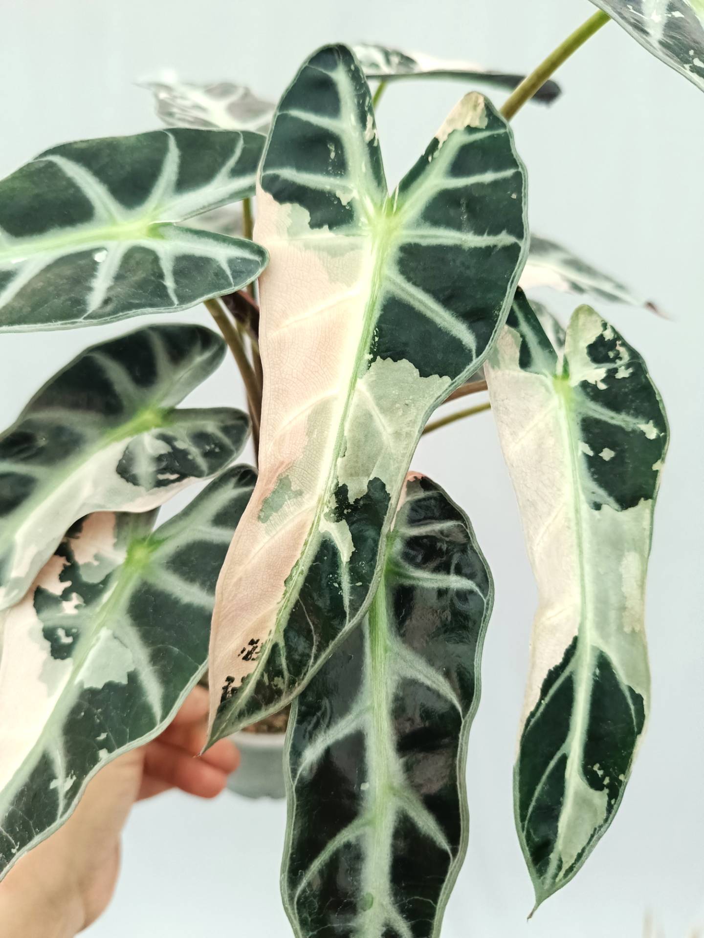 Alocasia Bambino Variegata Pink XL