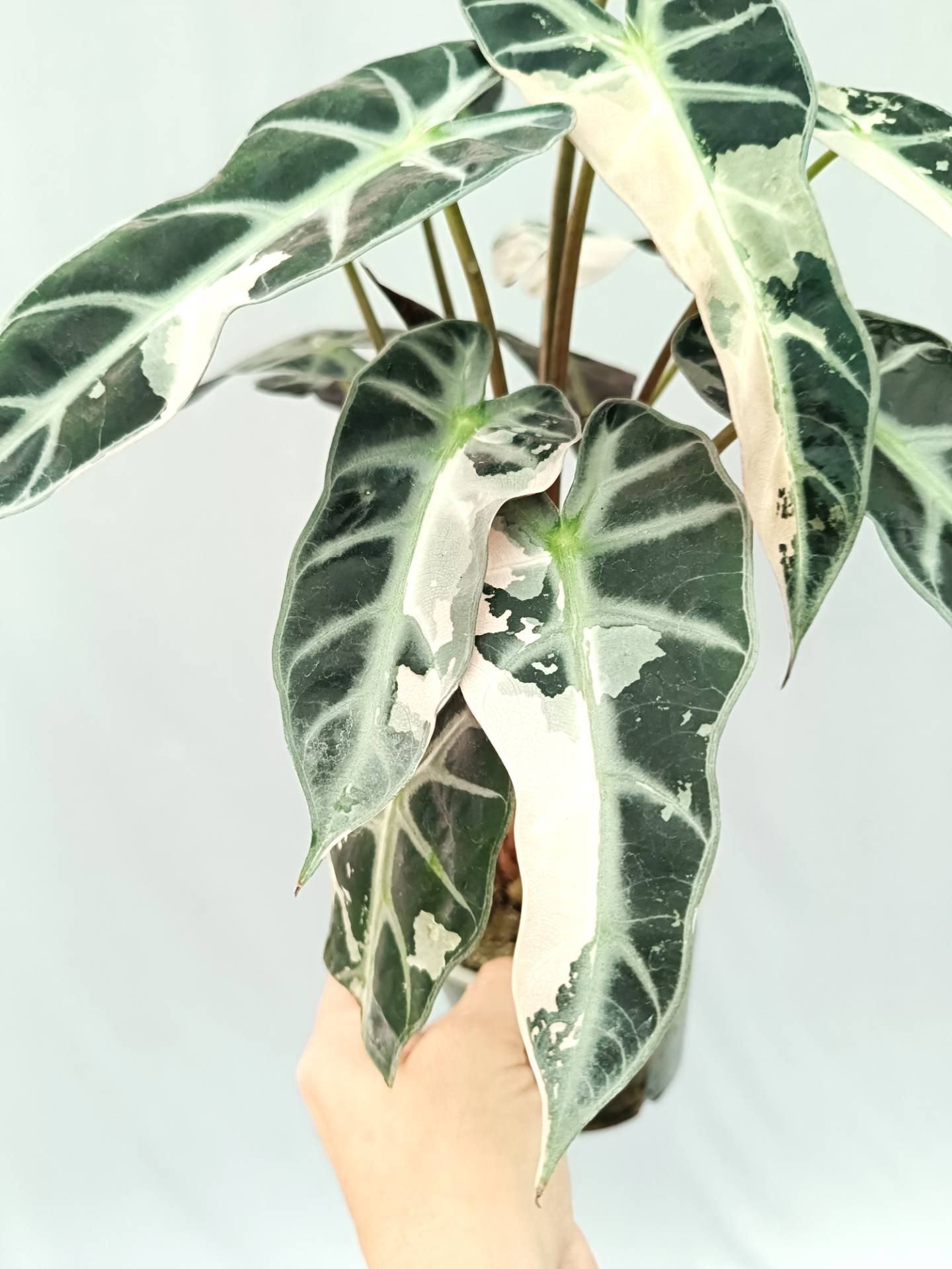 Alocasia Bambino Variegata Pink XL