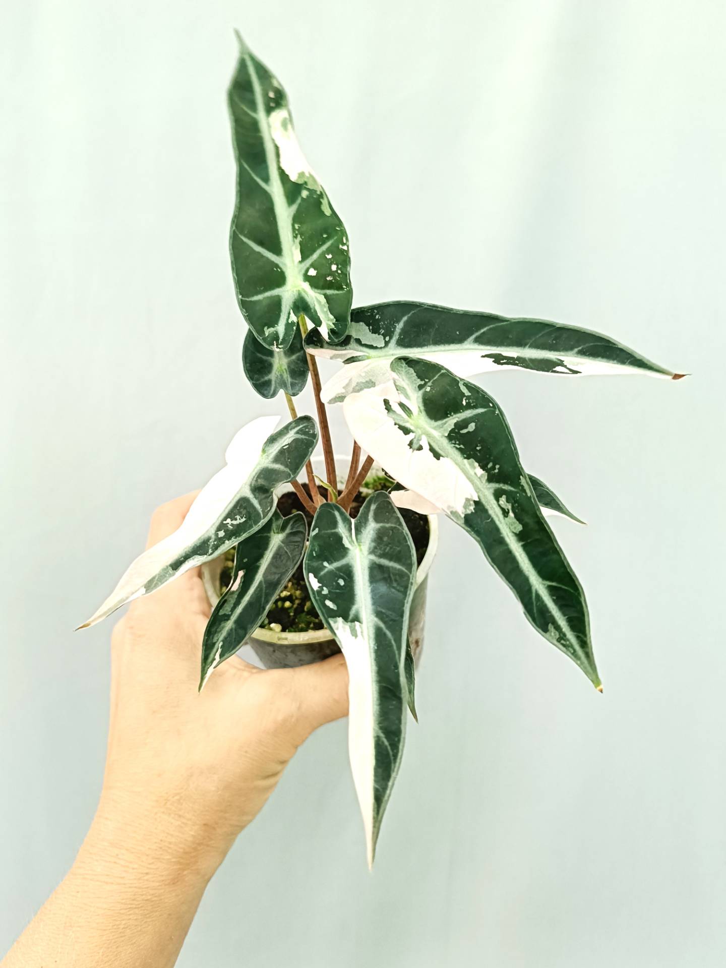 Alocasia Bambino Variegata Pink