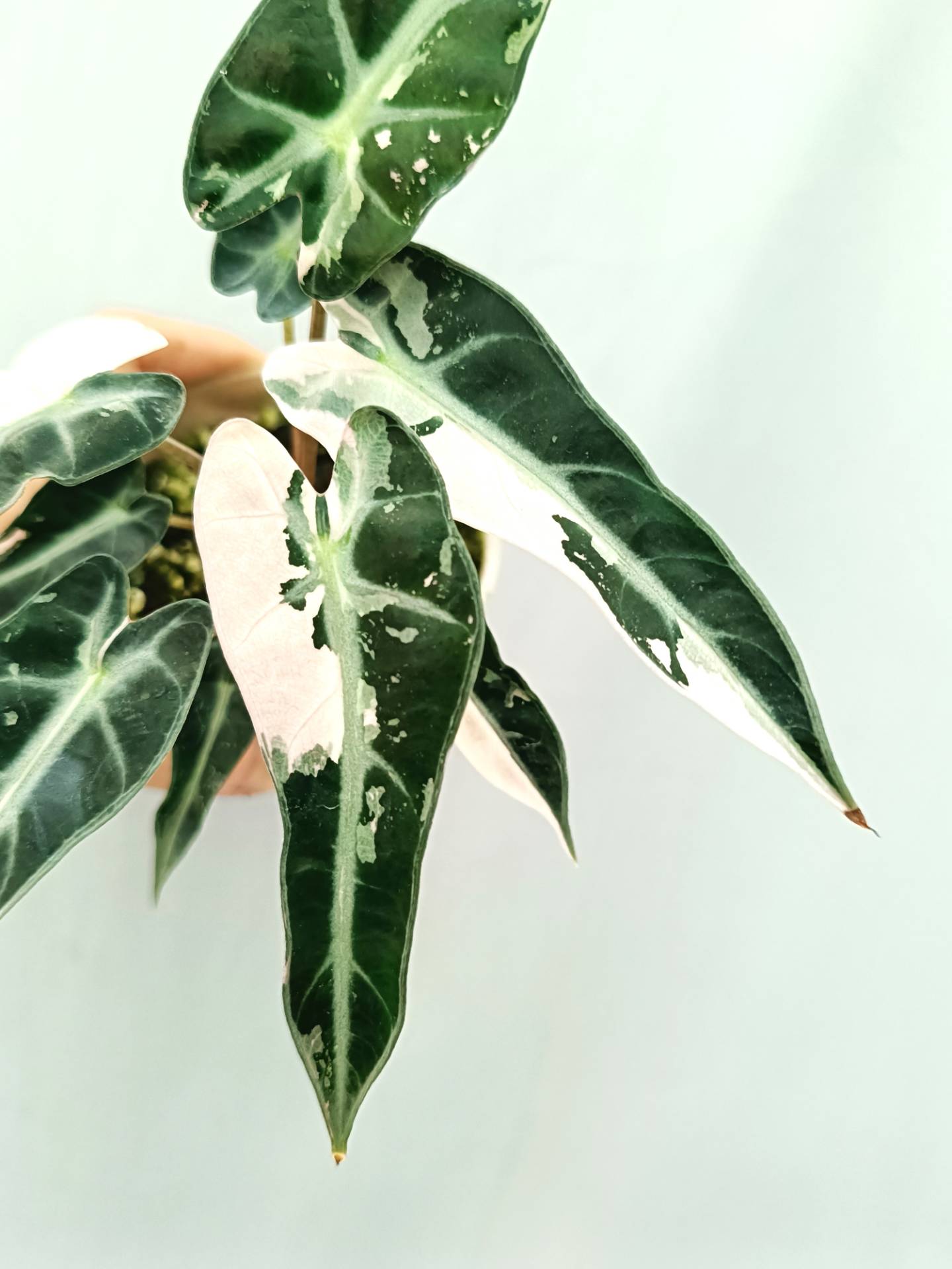 Alocasia Bambino Variegata Pink