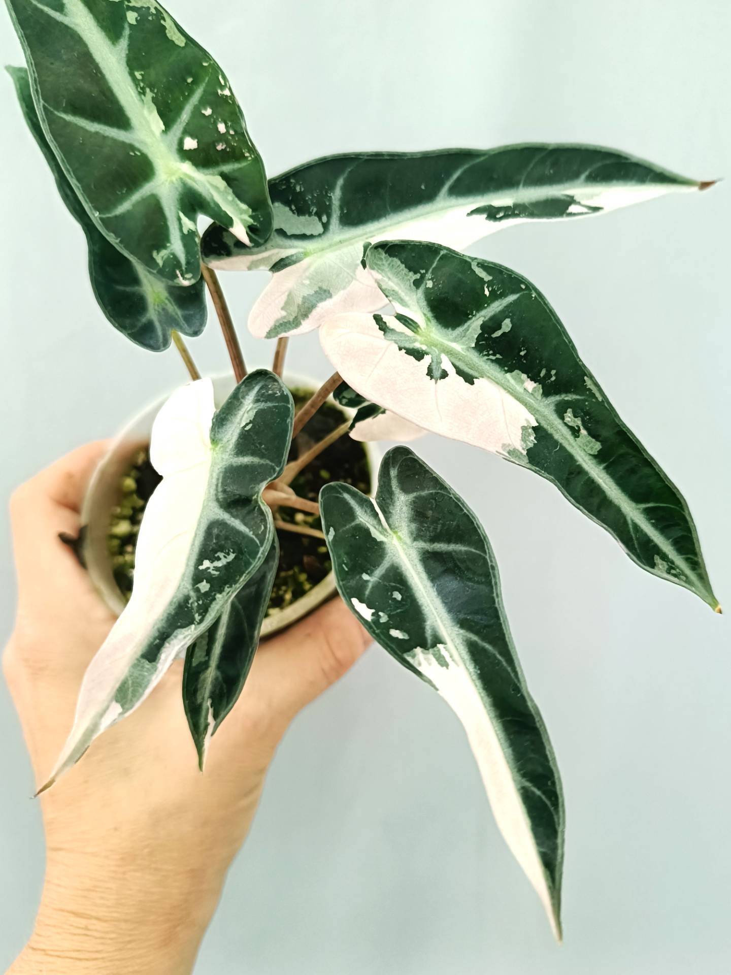 Alocasia Bambino Variegata Pink
