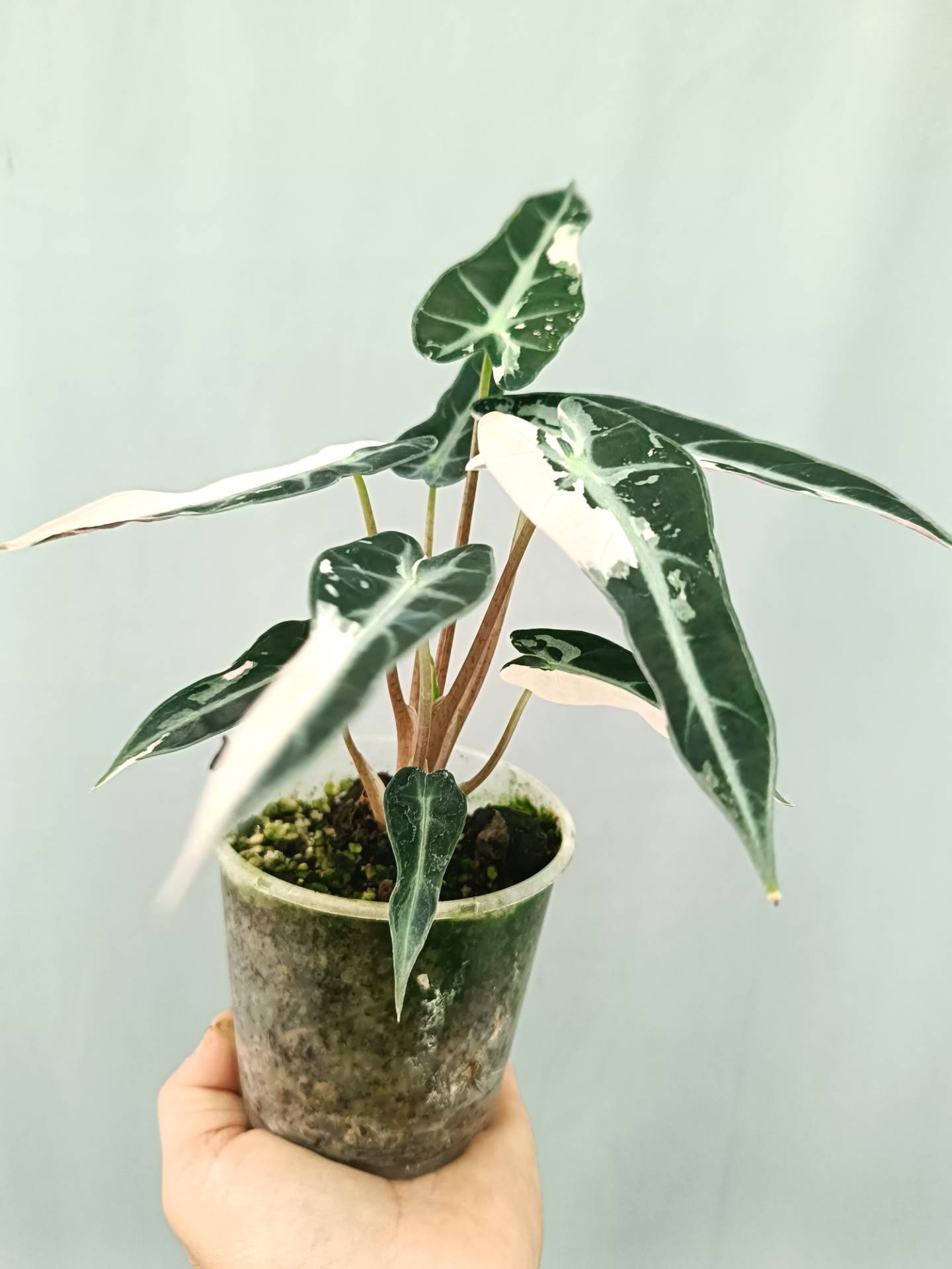 Alocasia Bambino Variegata Pink