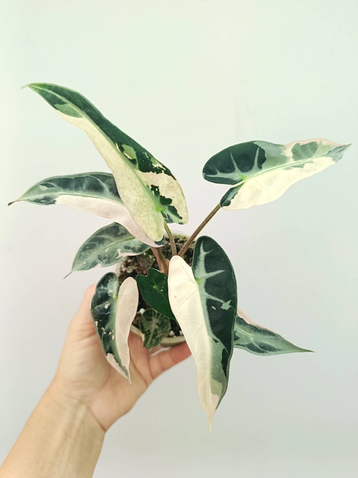 Alocasia Bambino Variegata Pink