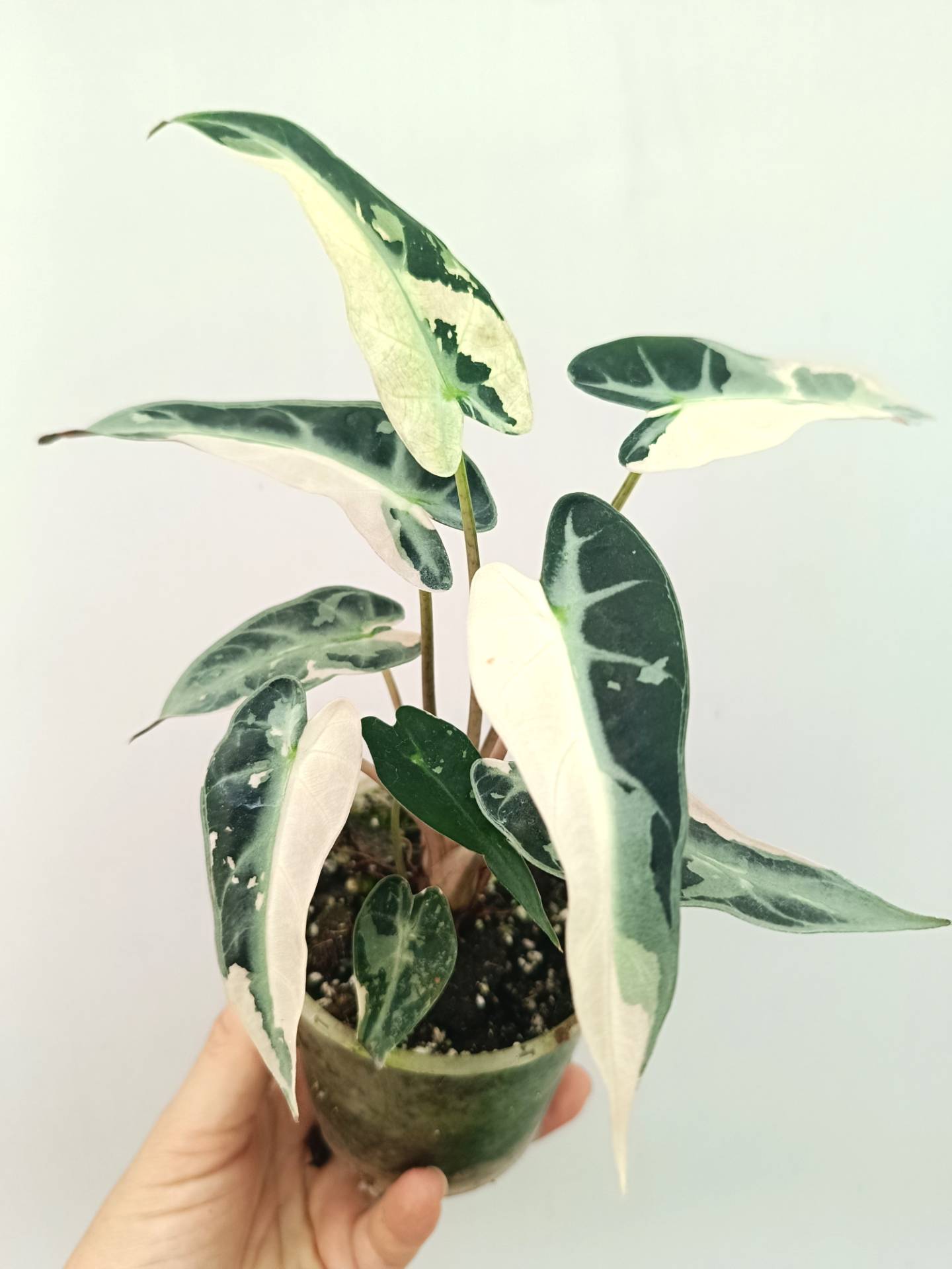 Alocasia Bambino Variegata Pink