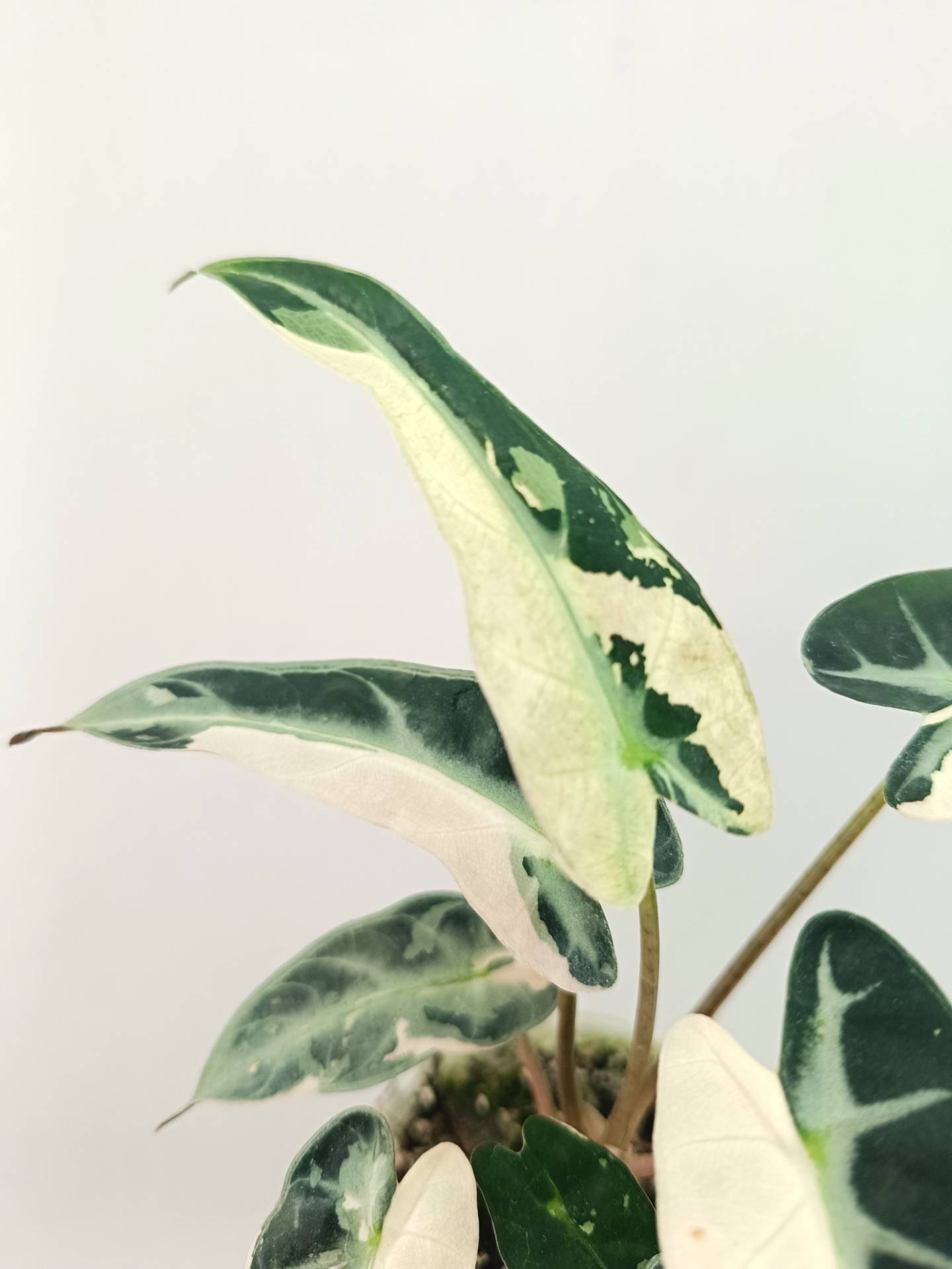 Alocasia Bambino Variegata Pink