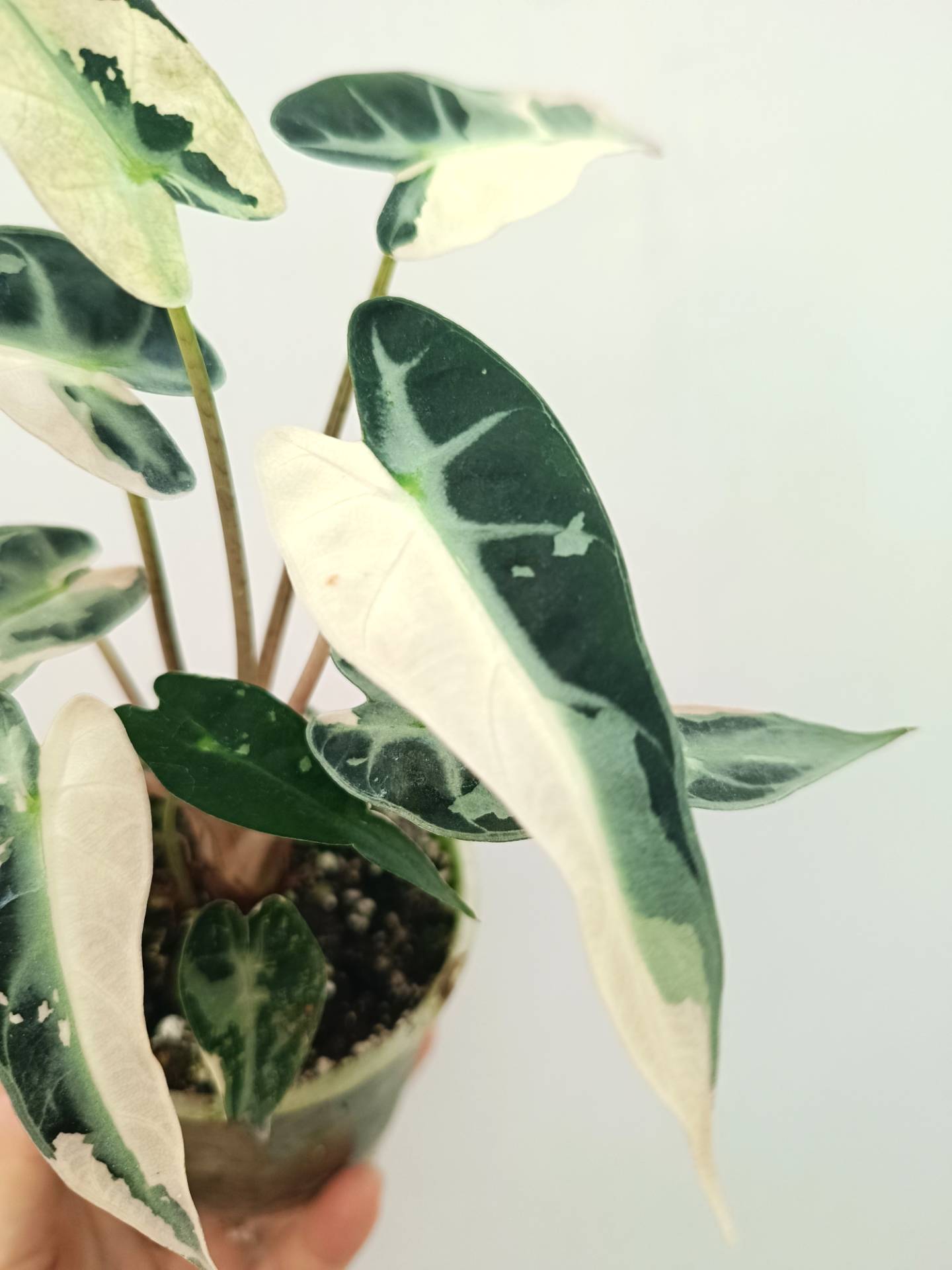 Alocasia Bambino Variegata Pink